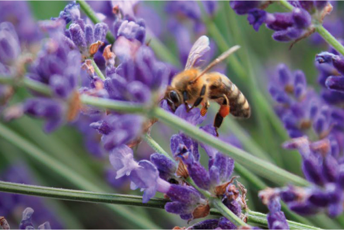 International Day for Biological Diversity