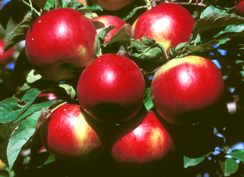Apple tree winter pruning