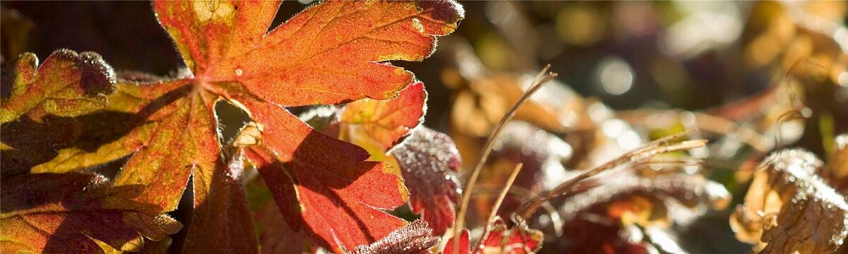 Winter garden clues