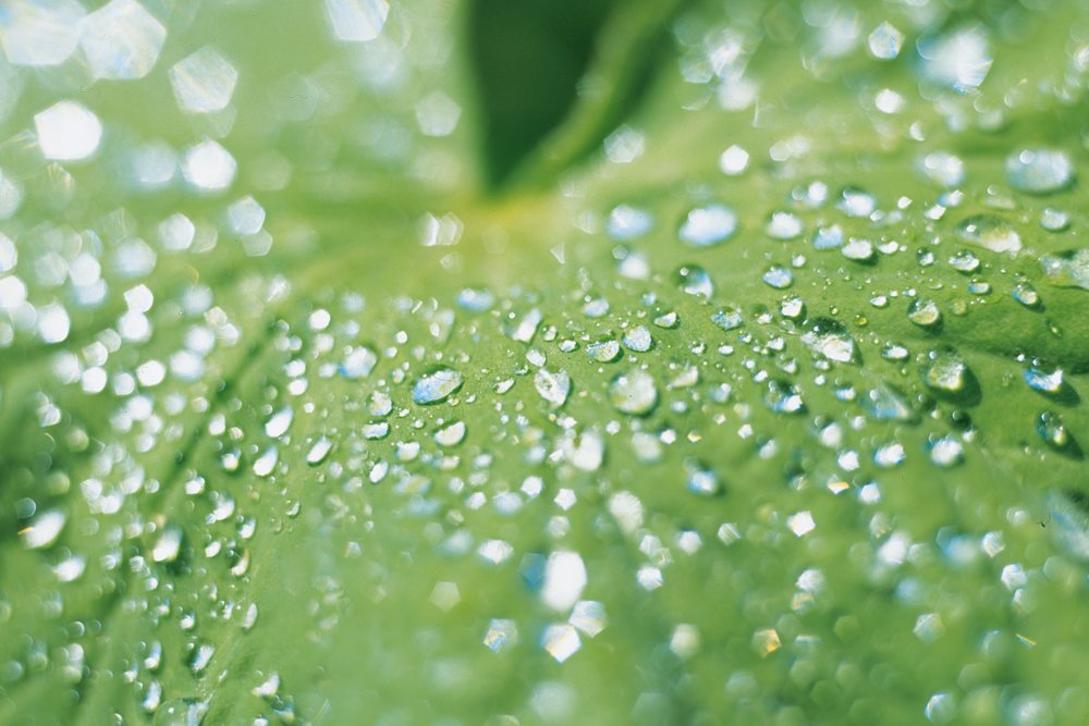 Droplets don’t scorch