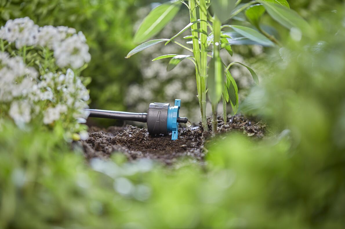 Watering bans in the garden: When thirst becomes the norm 
