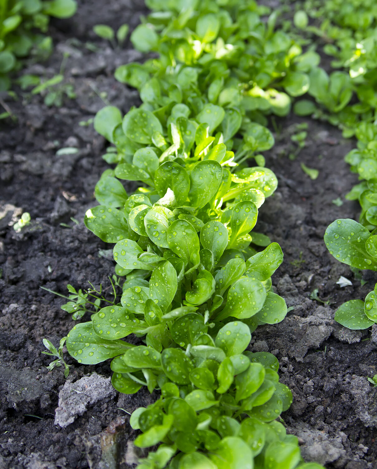 Gemüsegarten