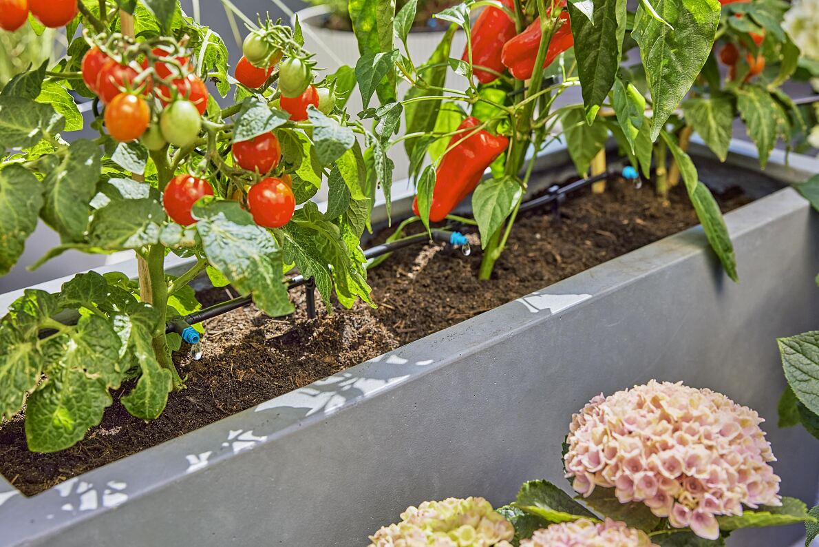 Studie zeigt Gemüse aus Eigenanbau schmeckt besser