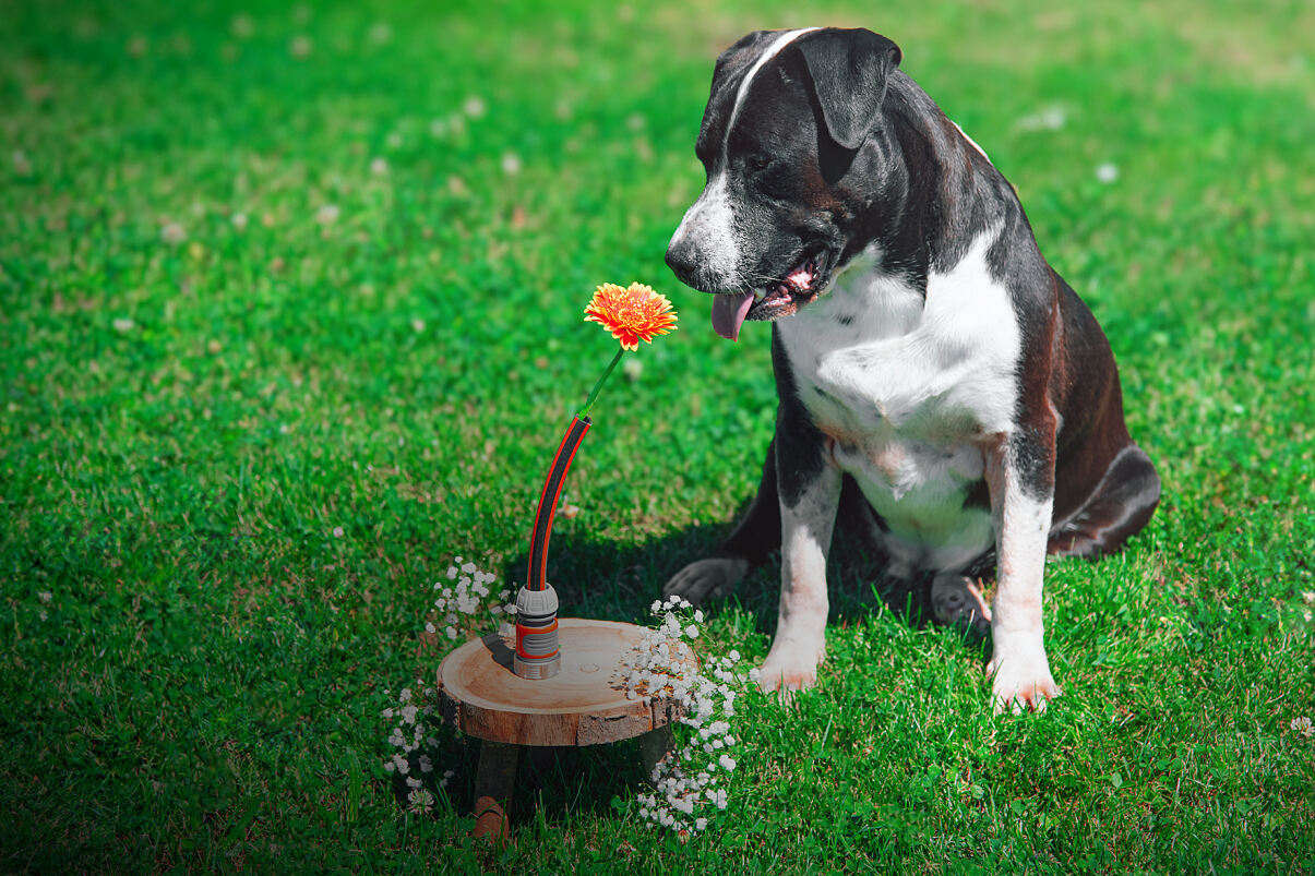 Gardena Blumenvase mit Hund